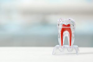 Researchers Make New Discovery That Could Allow The Regeneration of Roots of Teeth